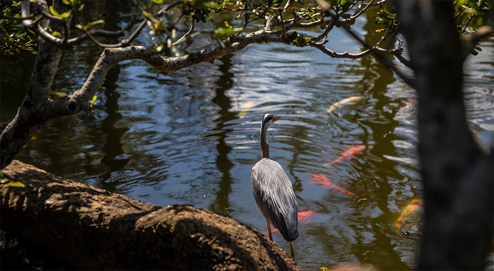 ESL English God created the fish and the birds